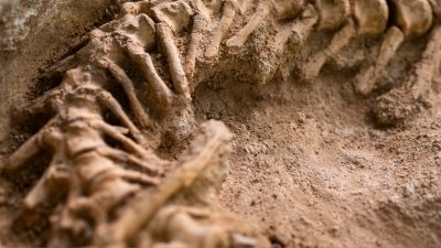 INFINITI QX Series find new dinosaur species in Gobi Desert